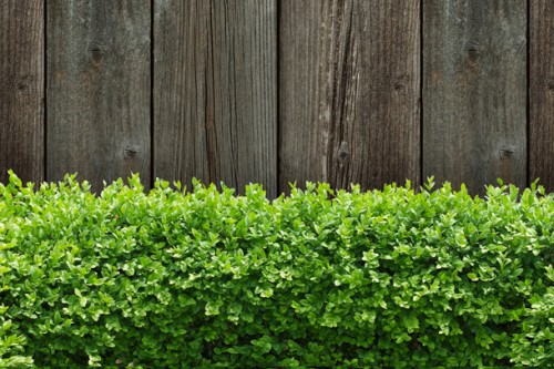 Firmenprofil von: Neue Frisur für deine Hecke 